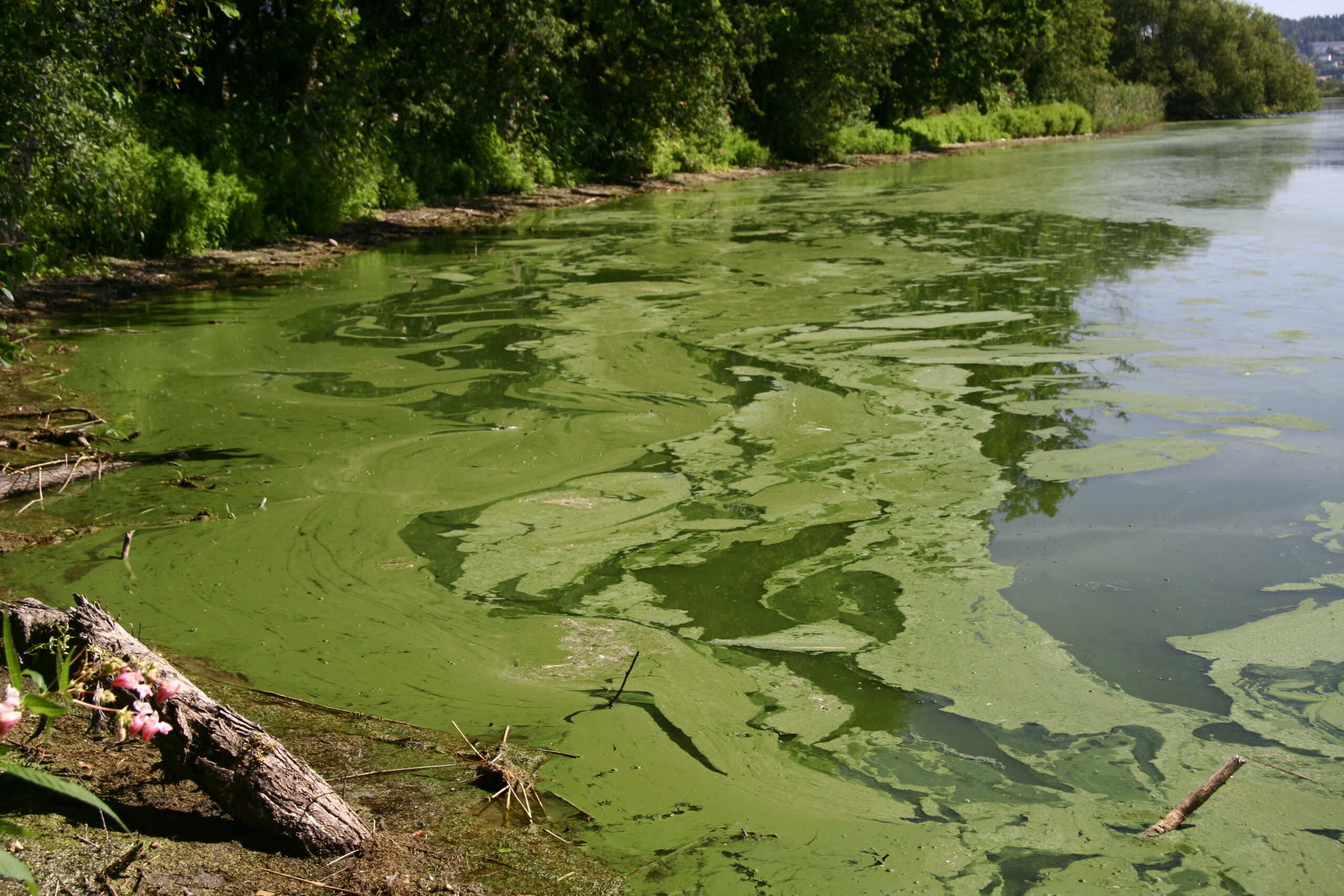 Vom Teich auf den Acker: Wie aus überschüssigen Nährstoffen wertvoller Dünger wird